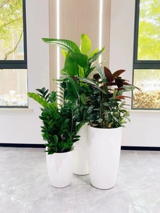 专业花卉租摆,宁波北仑的绿色装点新选择